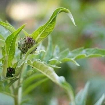 Buy Active Liver ™ Canada Online