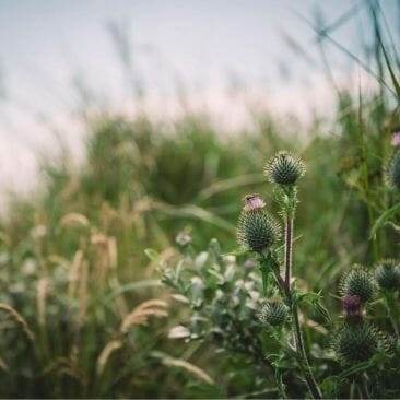 Buy Active Liver ™ Canada Online