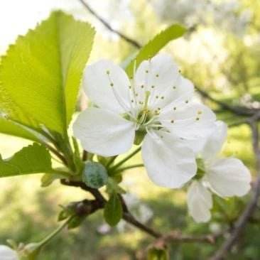 Buy Apple Cider 1000 ™ Canada Online