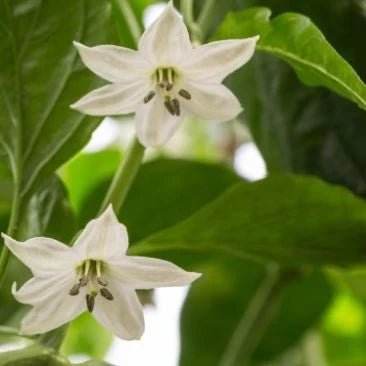 Buy Chili Burn ™ Max Canada Online