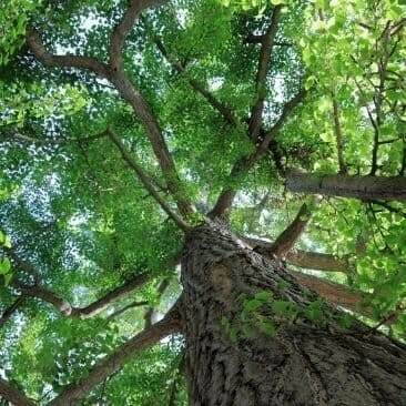 Buy Ear Tone ™ Canada Online