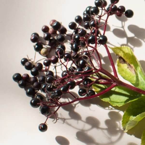 Buy Elderberry ™ Gummies Canada Online