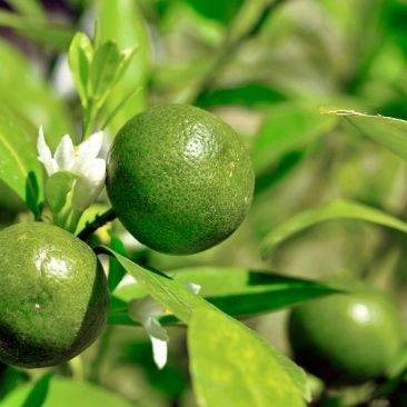 Buy Frutin ™ Gastro Gel Canada Online