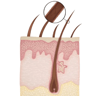 Buy Hair Volume ™ Gummies Canada Online