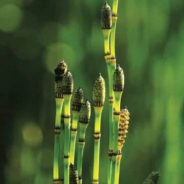 Buy Hair Volume ™ Canada Online