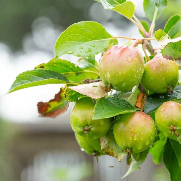 Buy Hair Volume ™ Canada Online