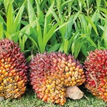 Buy Hair Gro ™ Canada Online