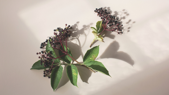 The History Behind Elderberry for Immune Health