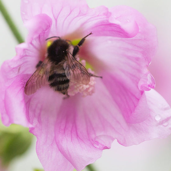 JOYEUSE JOURNÉE MONDIALE DE L'ABEILLE !