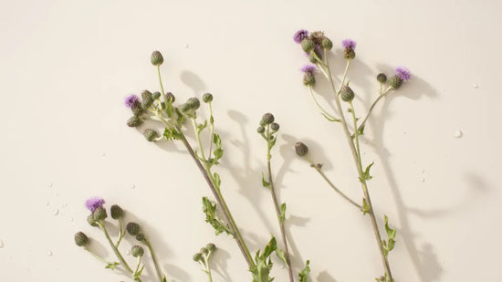 Milk Thistle For Liver Health: Detox Naturally - New Nordic
