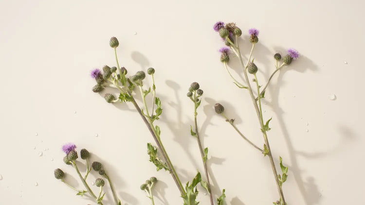 Milk Thistle For Liver Health: Detox Naturally - New Nordic