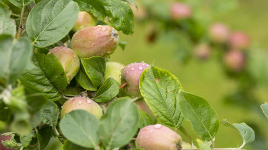 Banish Bad Hair Days Forever: Sweden’s “Apple a Day” Secret