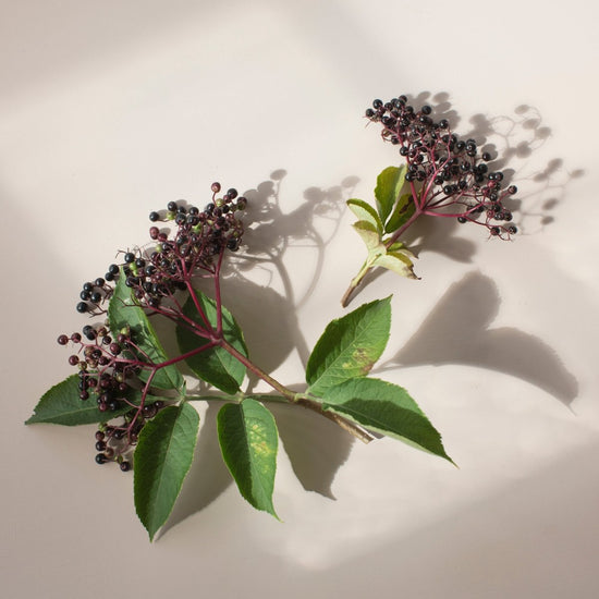 Elderberry Health Benefits: the small berry with large benefits