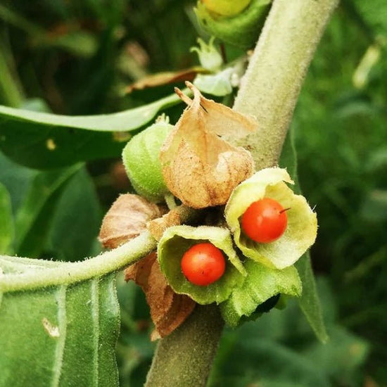 Ashwagandha™ Gummies