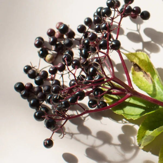 Elderberry ™ Gummies